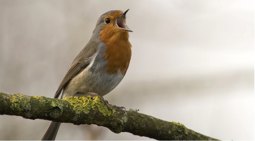 A robin singing on a branch