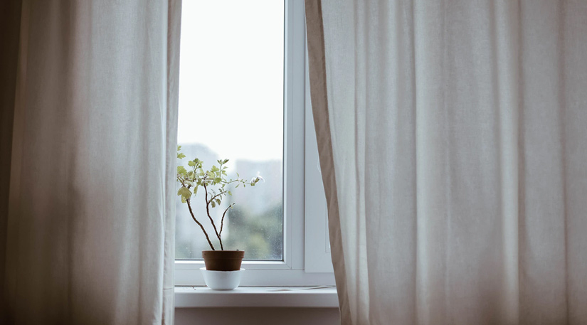 A plan on a window sill with curtains
