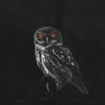 Owl night vision